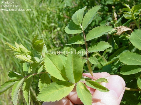 rose, western wild